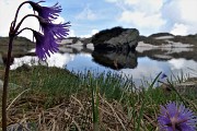59 Soldanelle alpine al Laghetto di Ponteranica (superiore)